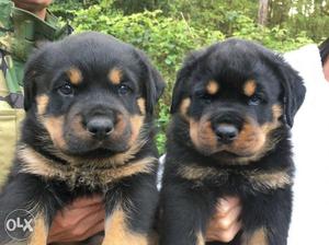 Rottweiler High Quality heavy size puppies