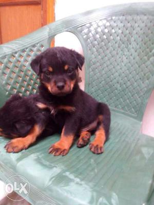 Rottweiler dogs for sell puppy available
