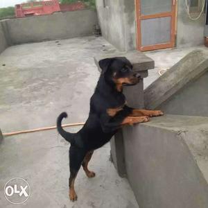 Rottweiler female 5month