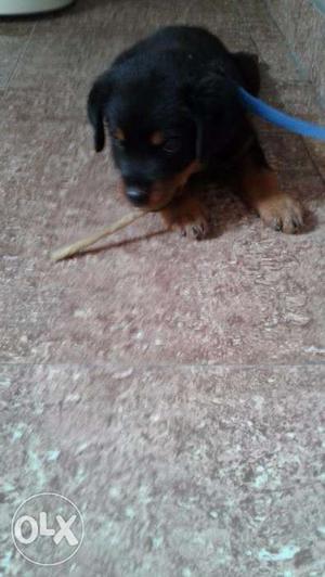 Rottweiler female age 2 month