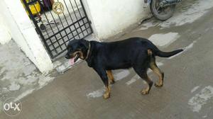 Rottweiler female available for sell