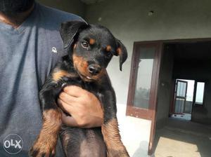 Rottweiler female pup Age 65 days father pics