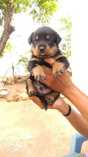 Rottweiler heavy breed puppy available in low
