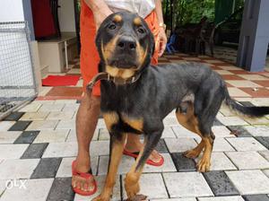 Rottweiler male dog 1.5 years old for sale