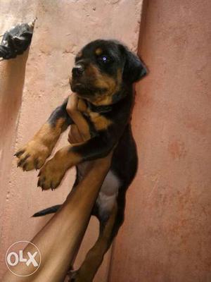 Rottweiler male female available Male /- female /-