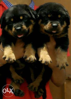 Rottweiler male imp. Quality pups available..