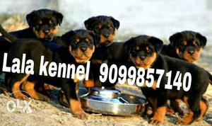Rottweiler puppies Excellent Quality