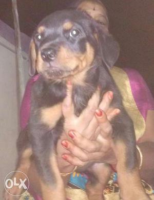 Rottweiler puppies for sale. Female puppies