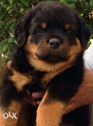 Rottweiler puppy / dog for sale find a calm and confident