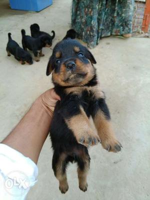 Rottweiler puppy sell top quality