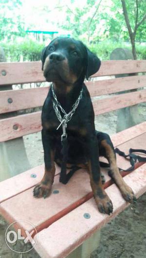 Rotweiler pupp with hybrid show quality