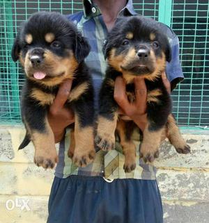 Rotweiler (rott) Heavy size top quality and Show quality