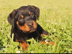 Routtweiler male puppy 60 days old