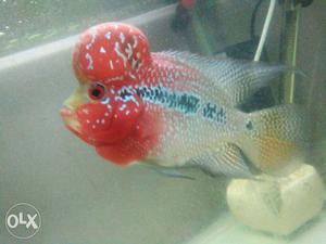 SRD Flowerhorn Fish