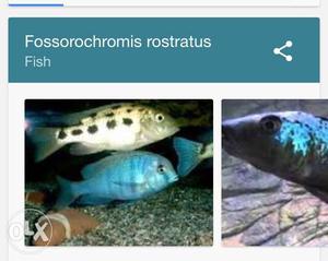Sand Dwellers/Fossochromis rostratus cichlid