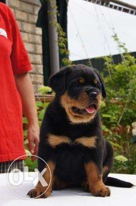 Sapna kennel - Rottweiler puppy Very very good qautily in