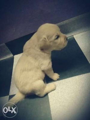 Sell pure bread Labrador female puppy 28 days old
