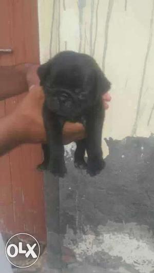 Selllll zzz, black Puggg puppy sellll male 36day