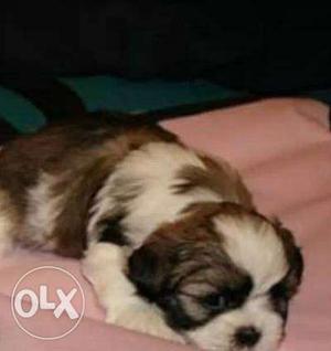 Shaz for sale pic good quality puppy available