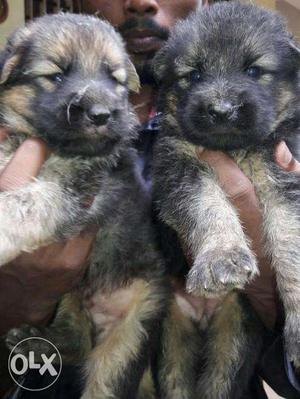 Shepherd double Coated Puppies male 9k and female 8k 35days