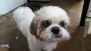 Shih Tzu imported from abroad for crossing if