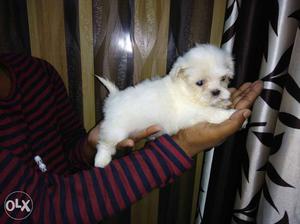 Shihtzu male Puppy available Import line 