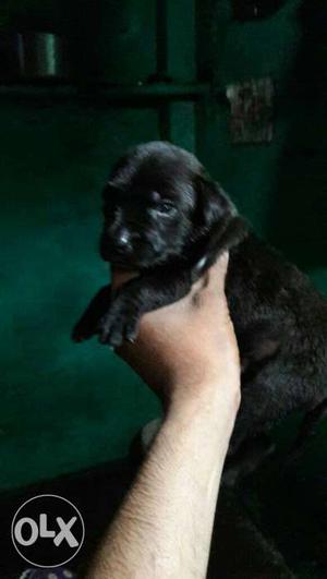 Short Coated Black Labrador female puppy for. only