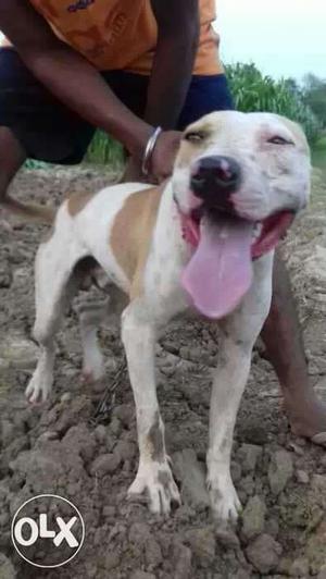 Short-coated White And Fawn Dog