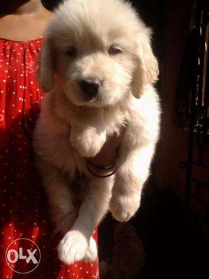 Show Pedigree Golden Retriever Pups available ~ KOLKATA DOG