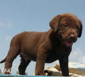 Show Quality Chocolate Labrador male puppy sales