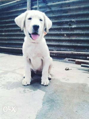 Show qality labrodor female 3 month old..white(sell or