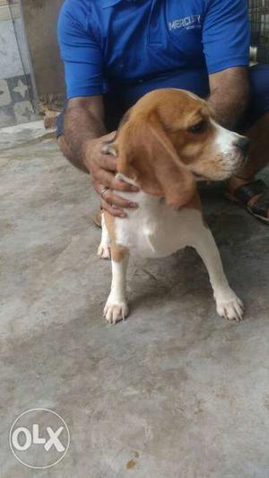 Show quality Beagle Male Available
