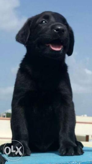 Show quality Black Labrador male puppy for sales only call