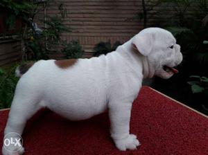 Show quality British Bulldog Male puppy available.
