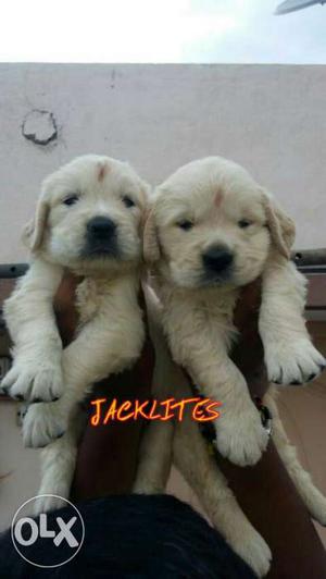 Show quality Golden Retriever pups available