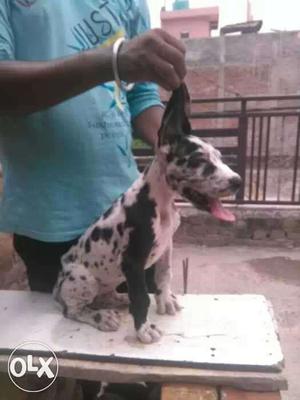 Show quality Harlequin male for sale