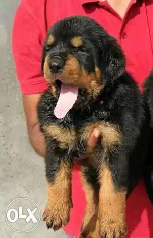 Show quality Rott puppy