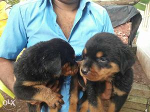Show quality Rottweiler puppies available in low