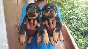 Show quality Rottweiler pups available