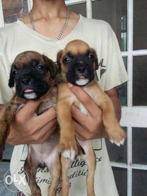 Show quality boxer female sale extraordinary