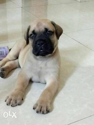 Show quality bull mastiff puppies available in
