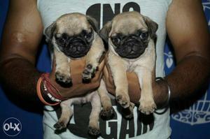 Show quality pug puppy Available