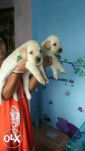 Show quality punch face fawn Labrador puppies available