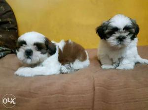 Show quality shih Tzu pups available