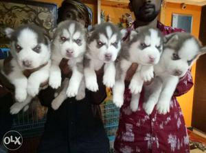 Siberian Husky puppies for sale in for good home