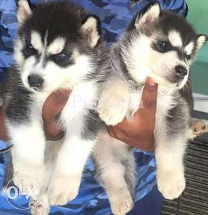 Siberian Husky puppies/dogs for sale find a intellegent bud