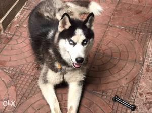 Siberian husky for sale black and white color
