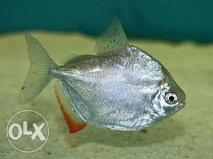 Silve Dollar Red Hook fish of size 2inches. 3 fishes