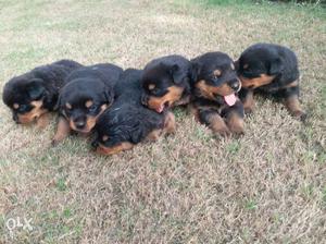 Six Mahogany Rottweiler Puppies