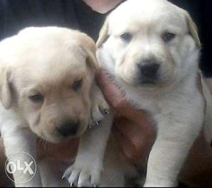 Sunday DEal Quality Labrador Female Best Price in B